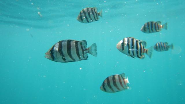 「珍愛海洋資源 孕育魚兒新生命」放流宣導影片